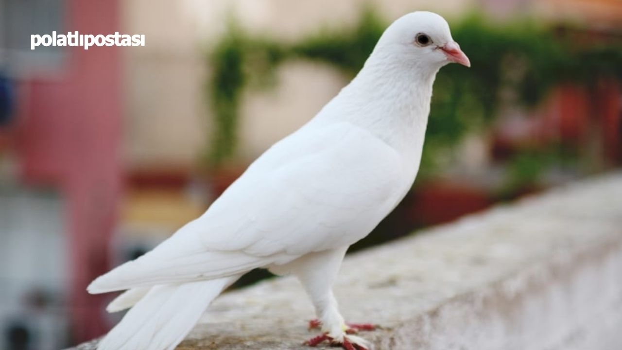 Takla Şampiyonu 'Ankara Güvercini'  (3)