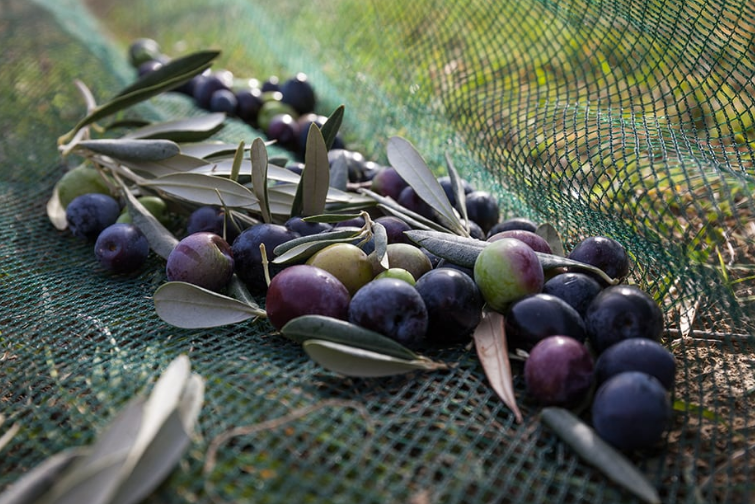 Zeytin Hasadı Festival