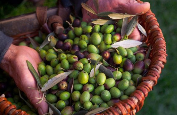 Zeytin Hasat