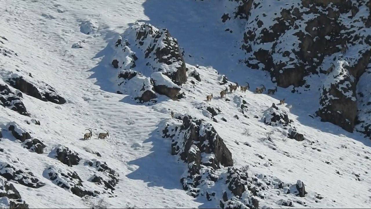 3300 Rakımlı Dağda Yaban Keçileri Göç Yolunda Görüntülendi