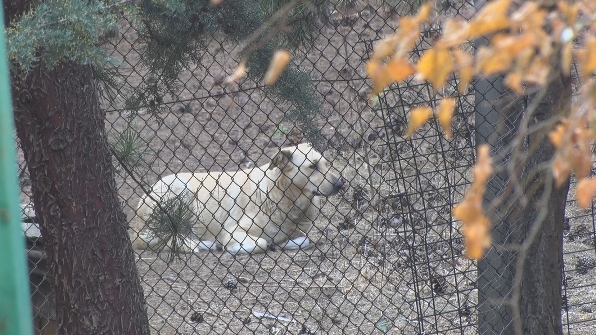 Ankara’da Köpek Saldırısı Telaşı Vatandaşlardan Yetkililere Çağrı (2)