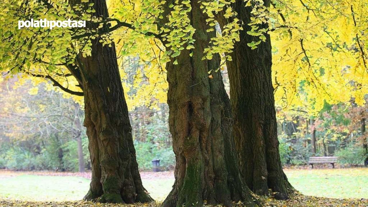 Ankara’nın Yaşayan Fosili 'Ginkgo Biloba Ağacı’  (2)