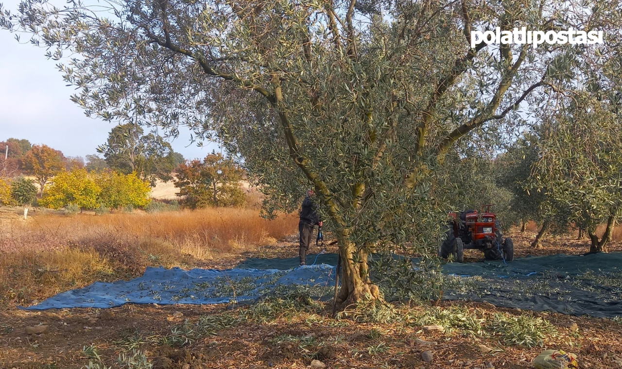 Balıkesir Zeytin Hasadı1