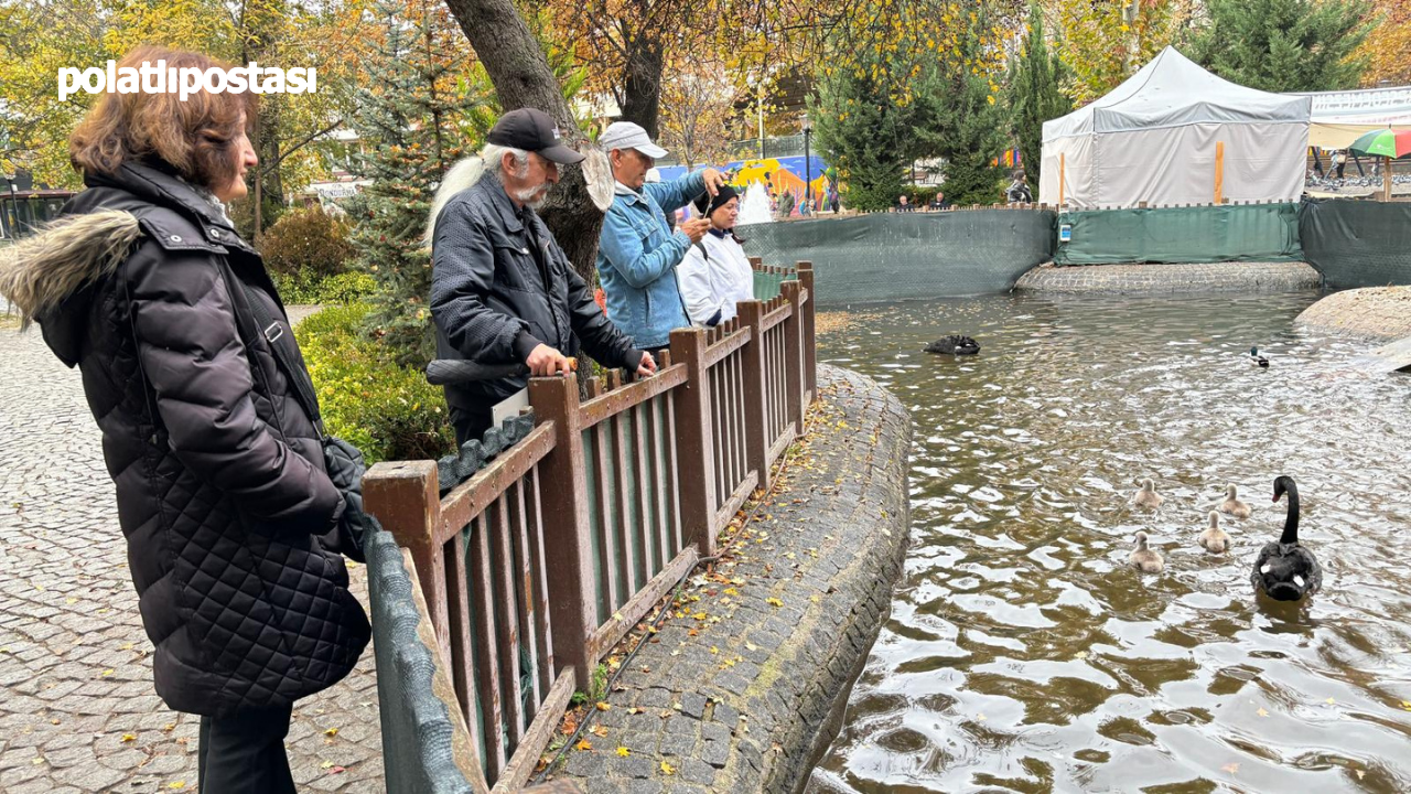 Kuğulu Park’ın Bebek Kuğuları Büyüdü Sonbaharın Gözdesi Oldular (1)