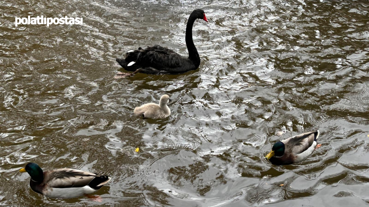 Kuğulu Park’ın Bebek Kuğuları Büyüdü Sonbaharın Gözdesi Oldular (2)