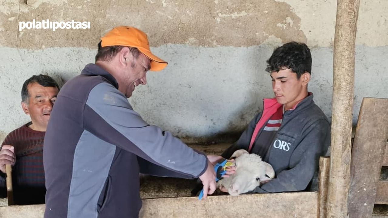 Polatlı’da Tüm Büyükbaş Hayvanlar Aşılanacak! Yaptırmayanlara Ağır Para Cezası (2)