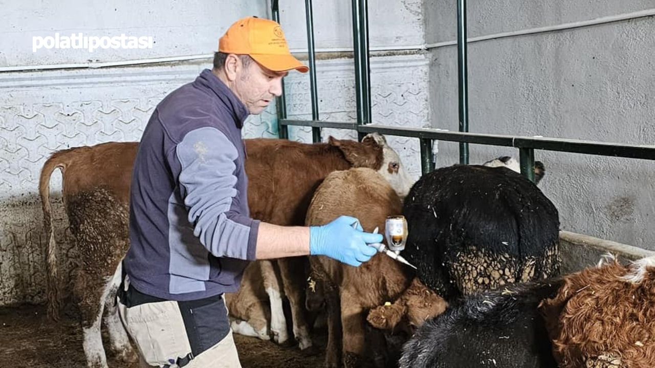 Polatlı’da Tüm Büyükbaş Hayvanlar Aşılanacak! Yaptırmayanlara Ağır Para Cezası (3)