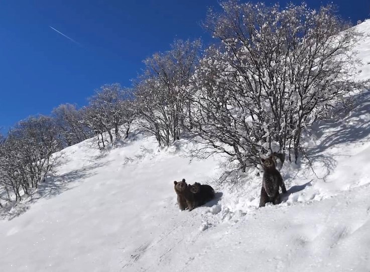 Anne Ayı Ve Yavruları Dronla Kayıt Altına Alındı (3)