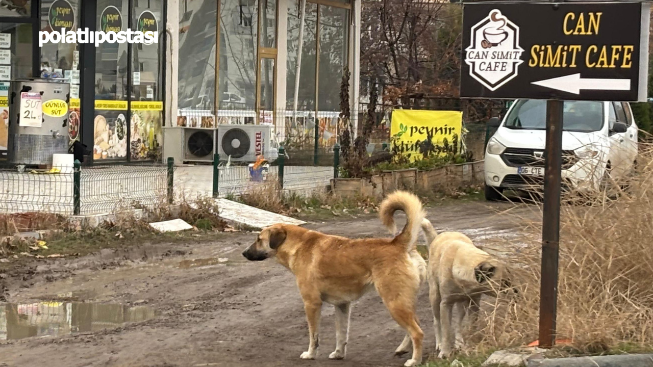 Başıboş Köpek Sorunu Sincan’da Vatandaşları Tedirgin Ediyor  (1)