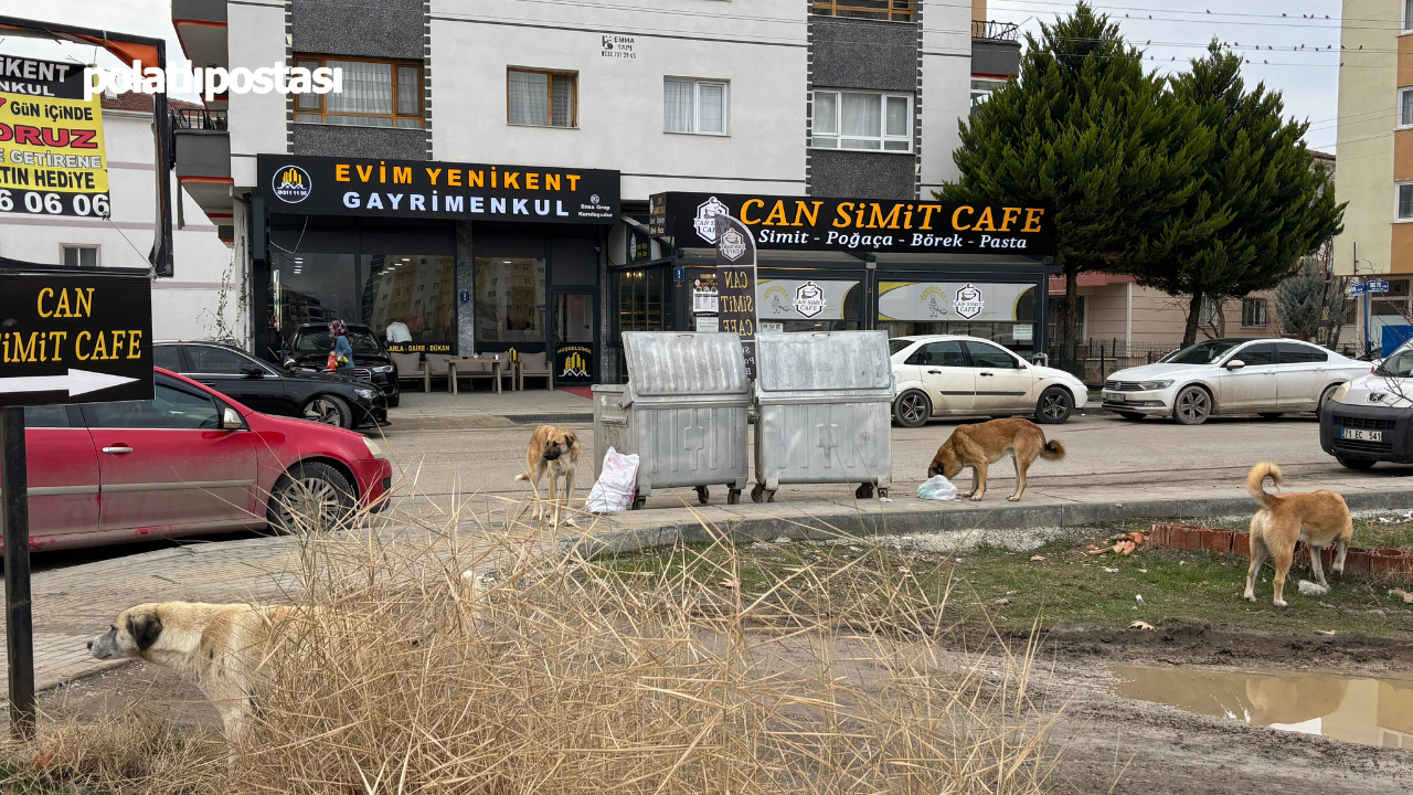 Başıboş Köpek Sorunu Sincan’da Vatandaşları Tedirgin Ediyor  (3)