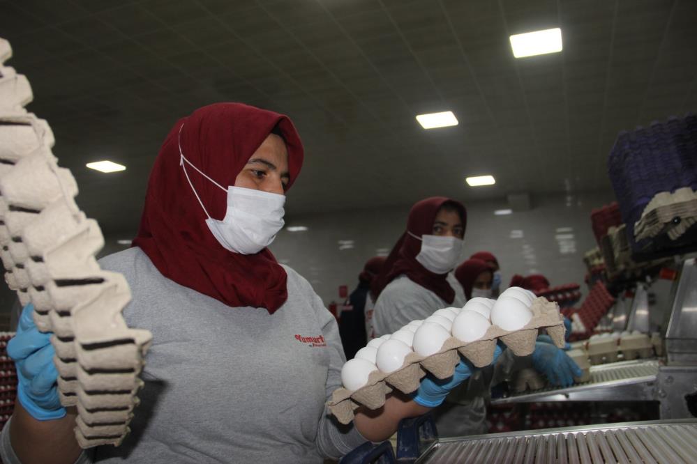 Yumurta Fiyatlarında Yeni Zam Kapıda! İşte Nedeni (2)