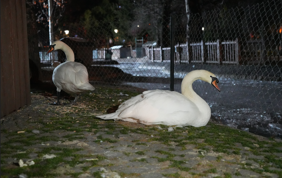 Ankara’da Sıcaklık Eksilere Düştü Kuğulu Park’ta Havuz Dondu  (2)11