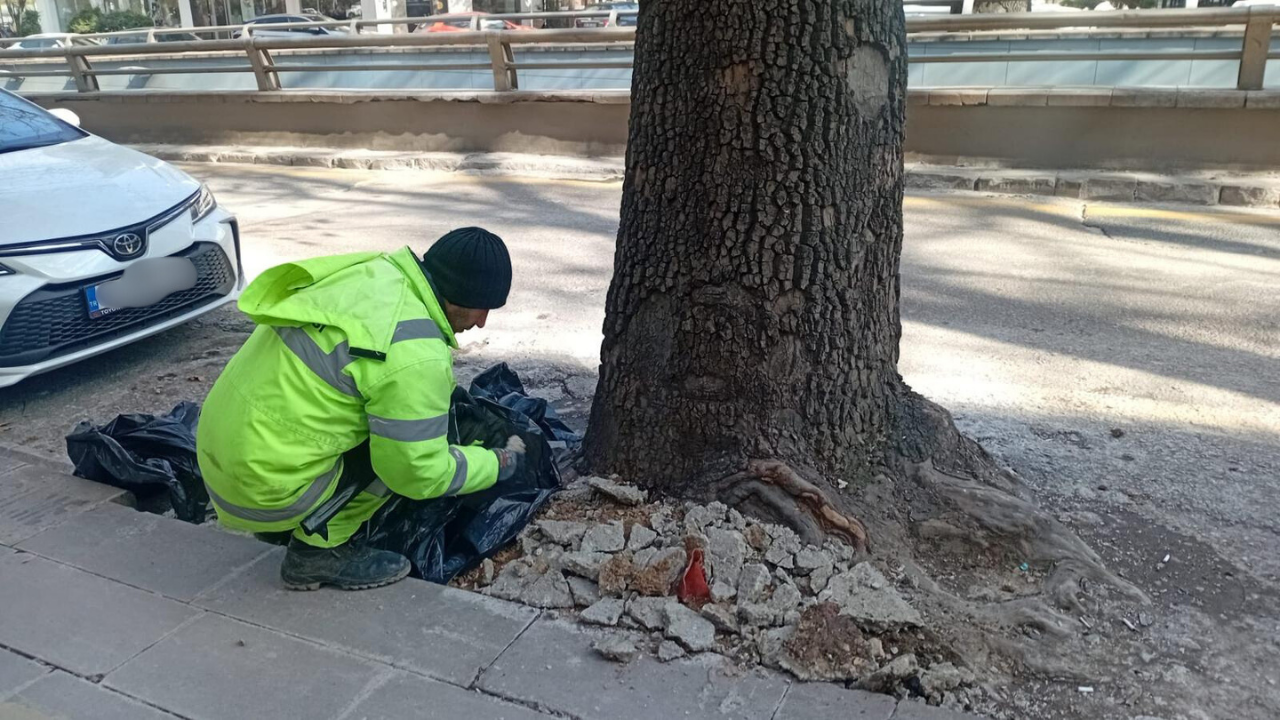 Asırlık Ağaçların Köklerine Beton Döküldü! 