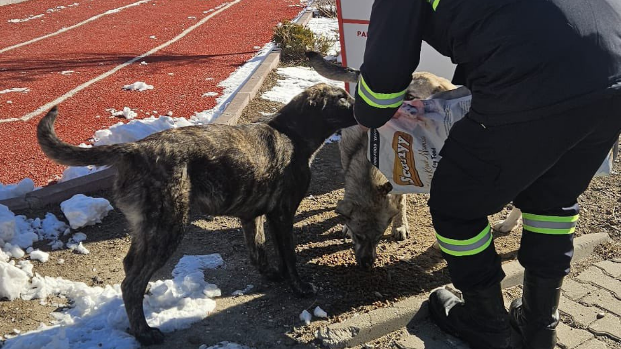 Etimesgut Belediyesinden Sokak Hayvanlarına Mama Desteği  (2)