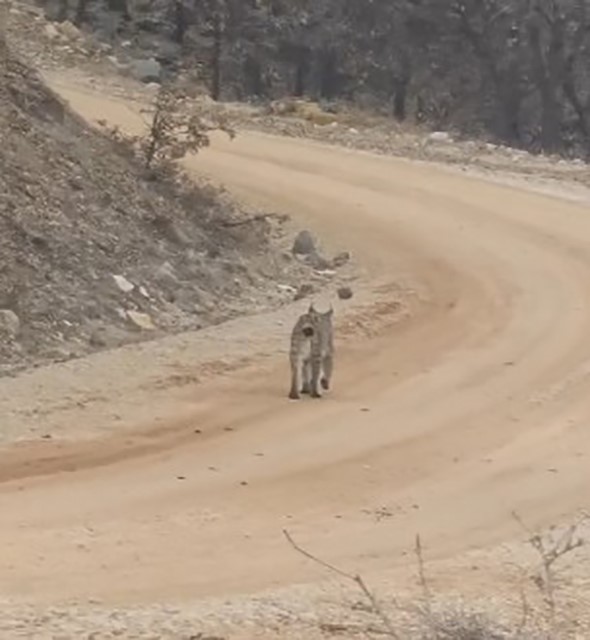 Kırmızı Listedeki Vaşak Tunceli'de Görüntülendi (2)