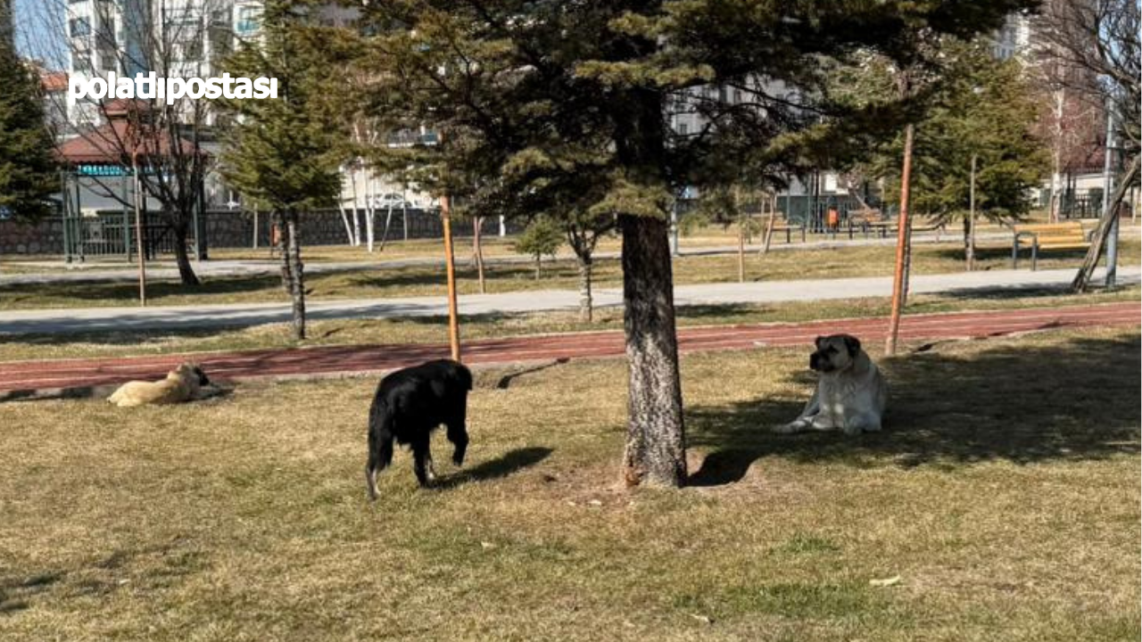 Pursaklar’da Başıboş Köpek Sorunu Vatandaş Isyan Etti!  (1)