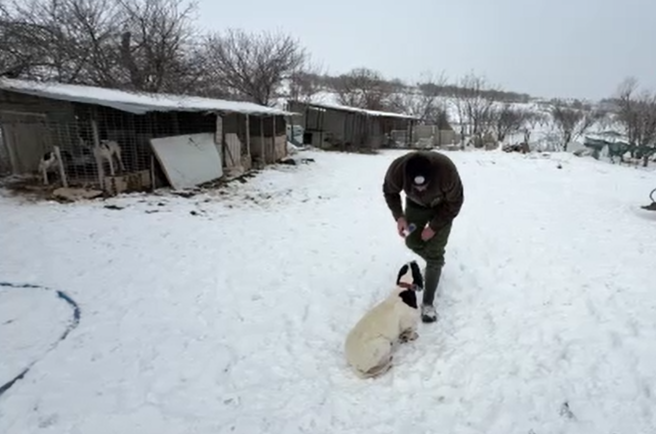 Öğretmenliktin Vazgeçip, Av Köpeği Eğitmeye Başladı (1)