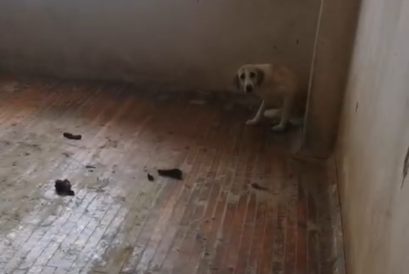 12 Köpekle Yaşayan Kadın