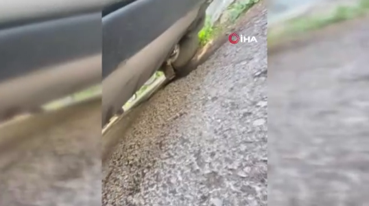 Başkentte Yavru Kedi Kurtarma Operasyonu (1)