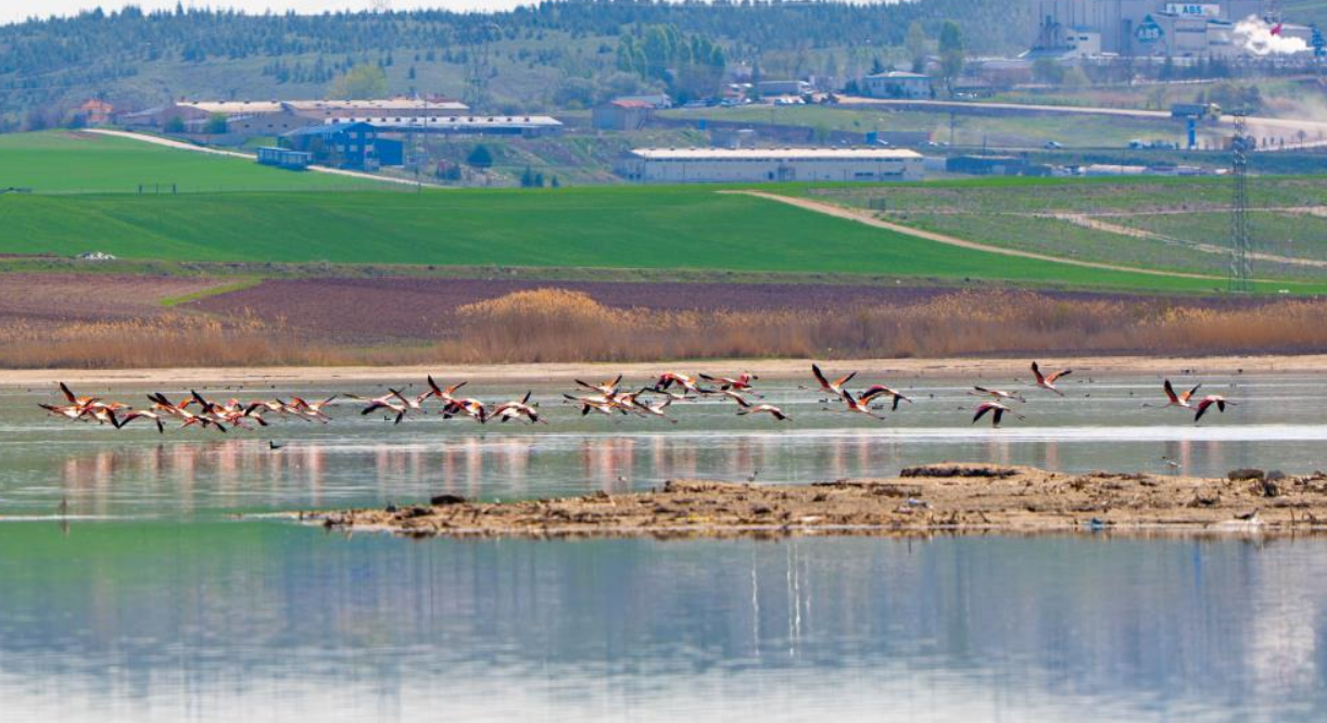 Gölbaşı Flamingo