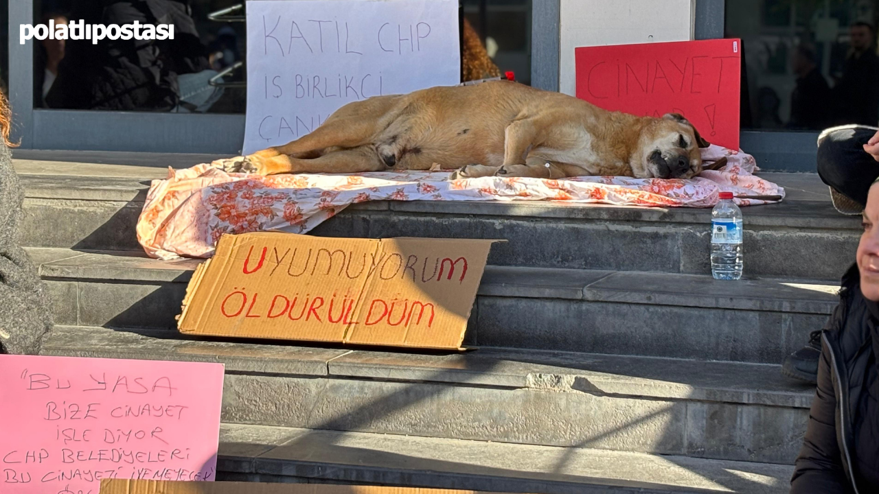 Hayvanseverlerden Çankaya Belediyesine Tepki Bir Can Daha Gitti!  (2)