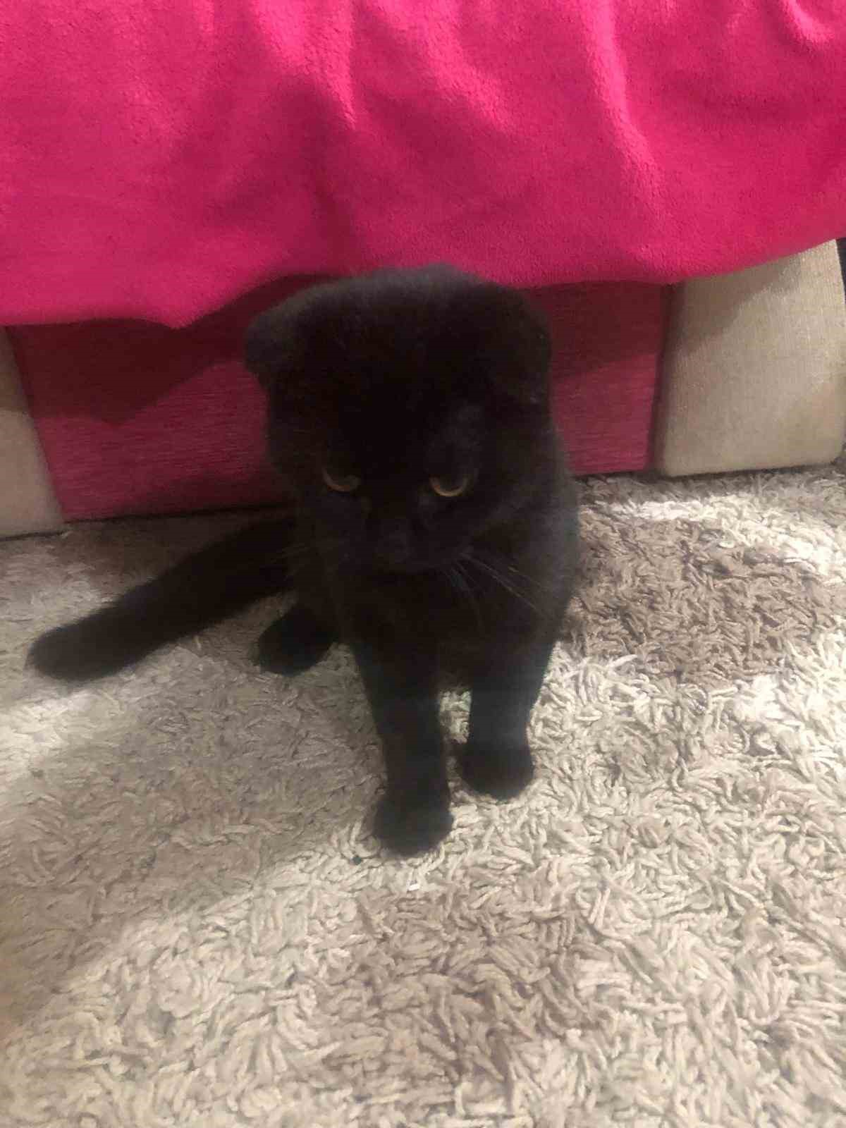 Kedi Hırsızlığı1