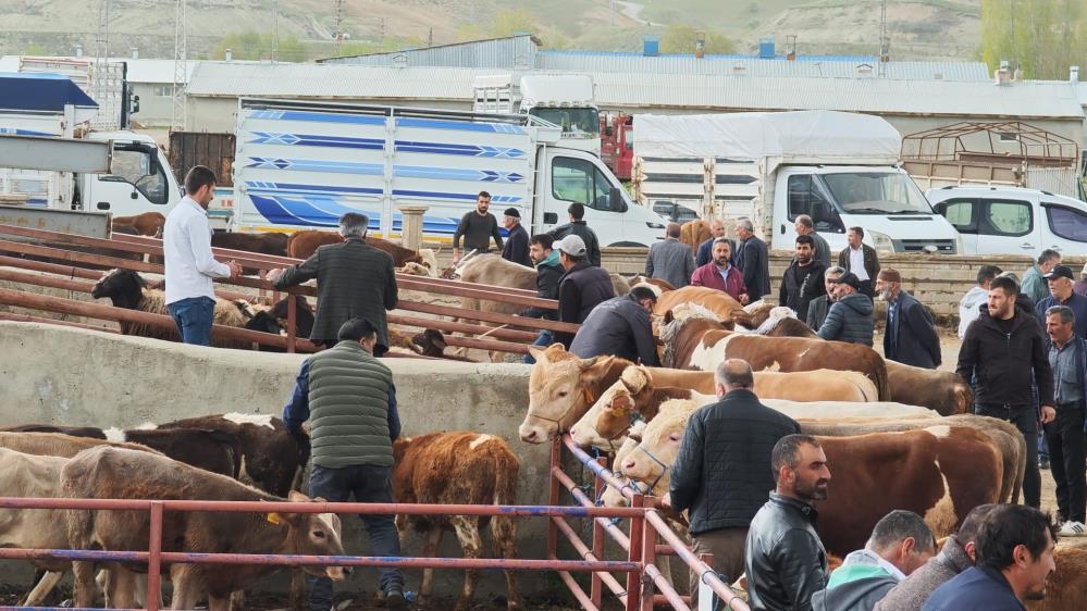 Kurbanlıklar Görücüye Çıktı! Fiyatlar Belli Oldu (2)