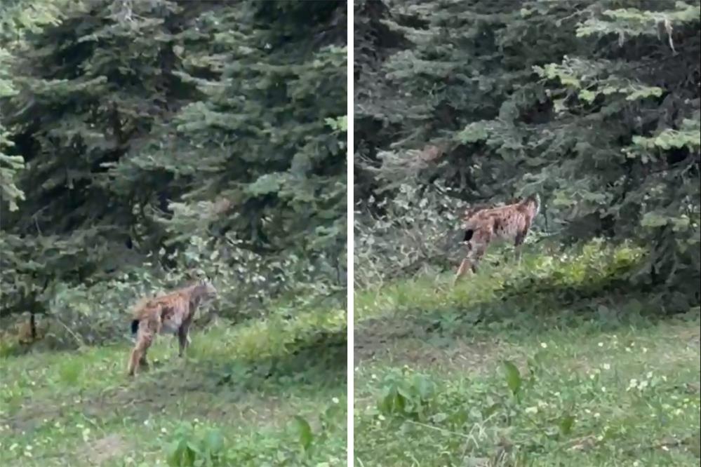 Nesli Tehlikede Olan Vaşak Görüntülendi (2)