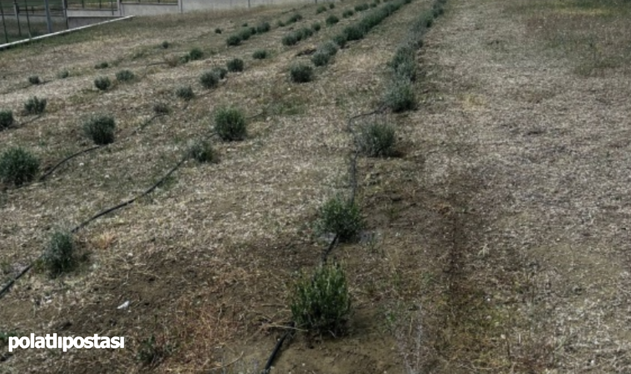 Polatlı Şehit Can Çalışkan Mtal'de Yağmur Hasadı Projesi (1)