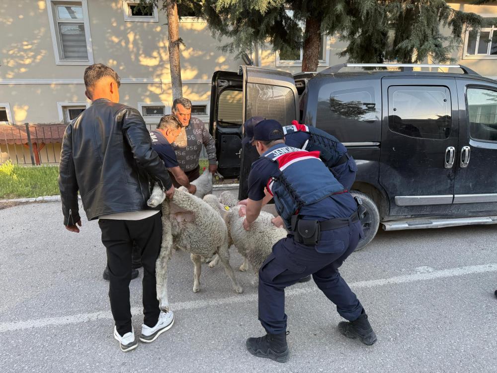 Polatlı'da Koyun Hırsızlığına Jandarma Operasyonu! (1)
