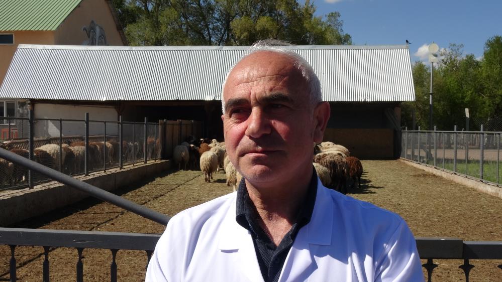 Üniversiteli Kurbanlıklar Kapış Kapış Satılıyor (2)