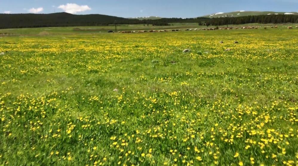 Yağışın Ardından Doğa Sarıya Boyandı (1)