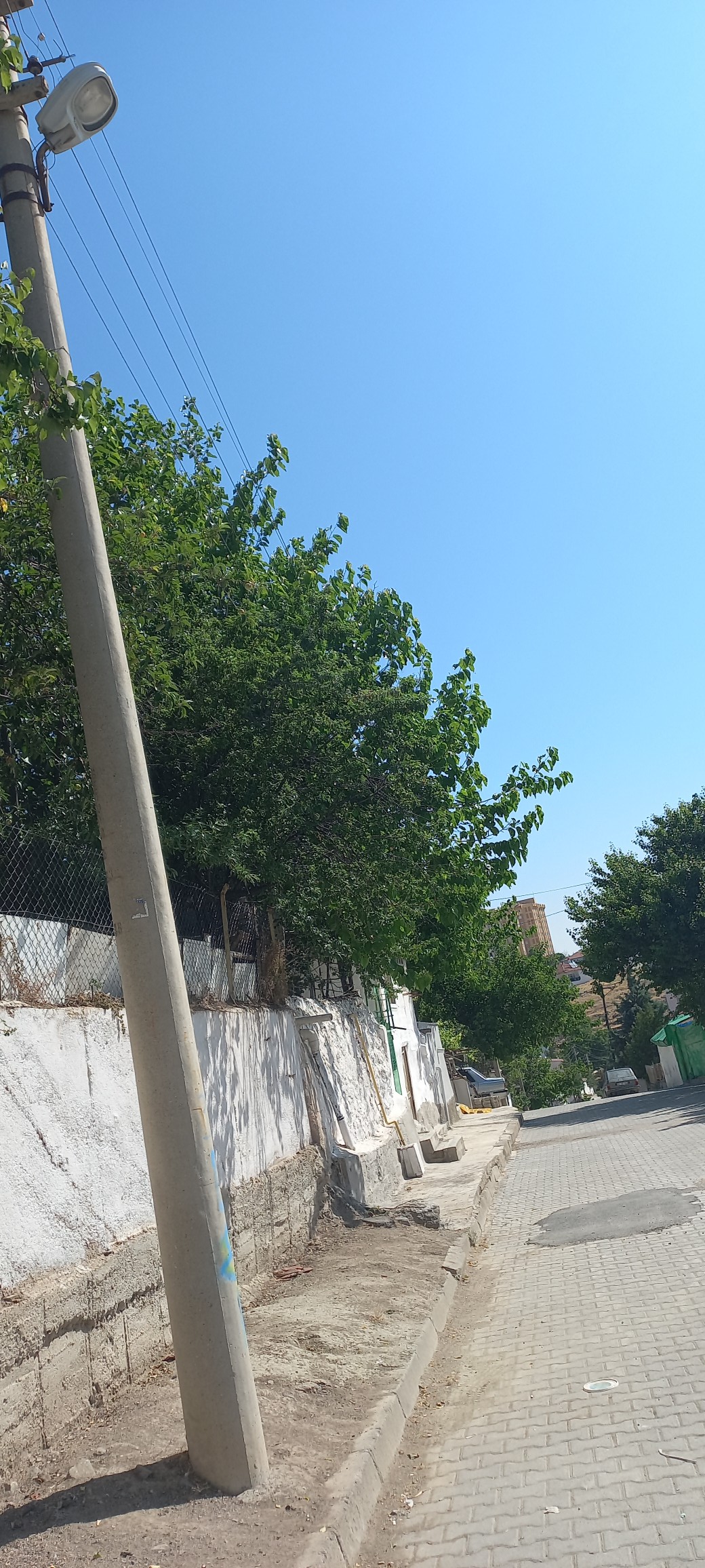 Ağaçlar Budandı