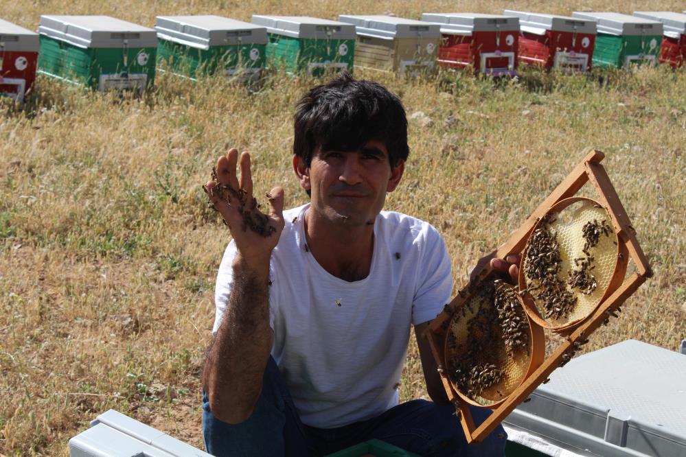 Arılarla Kurduğu Bağ Herkesi Hayrete Düşürüyor (3)