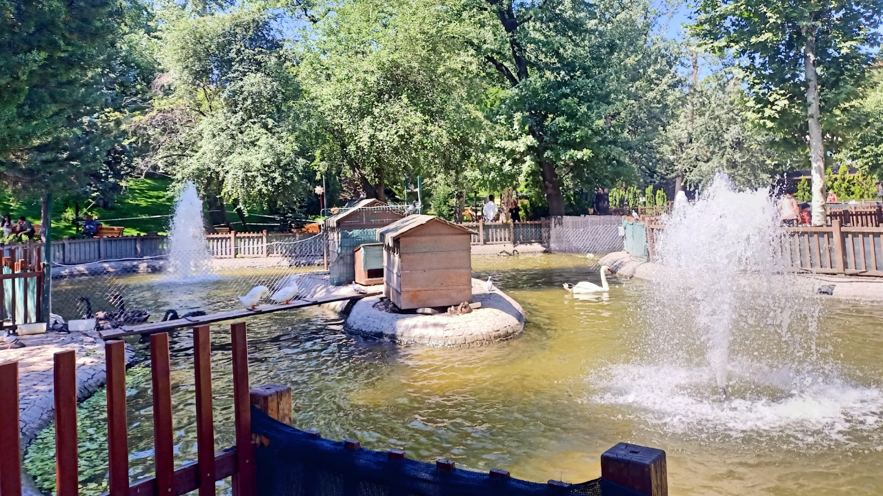 Başkentliler Serinlemek Için Kuğulu Park’ı Tercih Ediyor