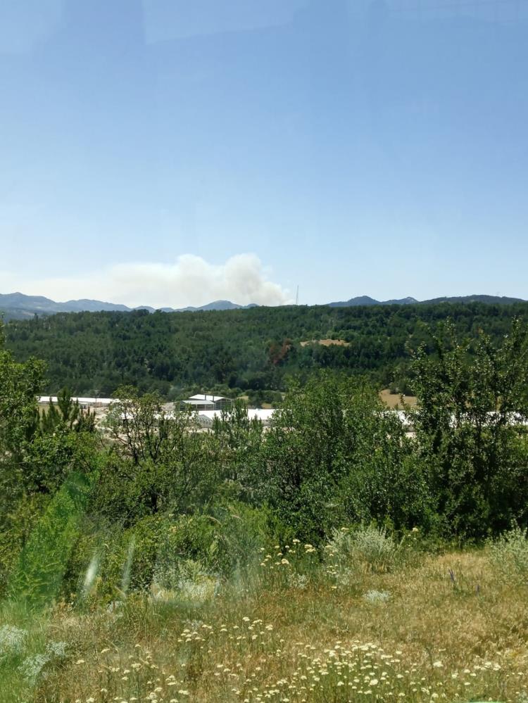 Bolu'da Orman Yangını Başladı! (1)