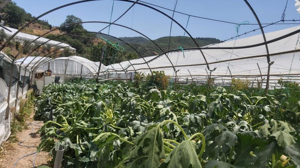 Çıkan Hortum Seralara Zarar Verdi! (2)