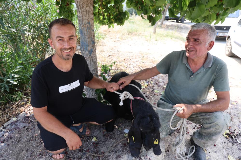 Kaçan Kurbanlık 10 Gün Sonra Yakalandı! (1)