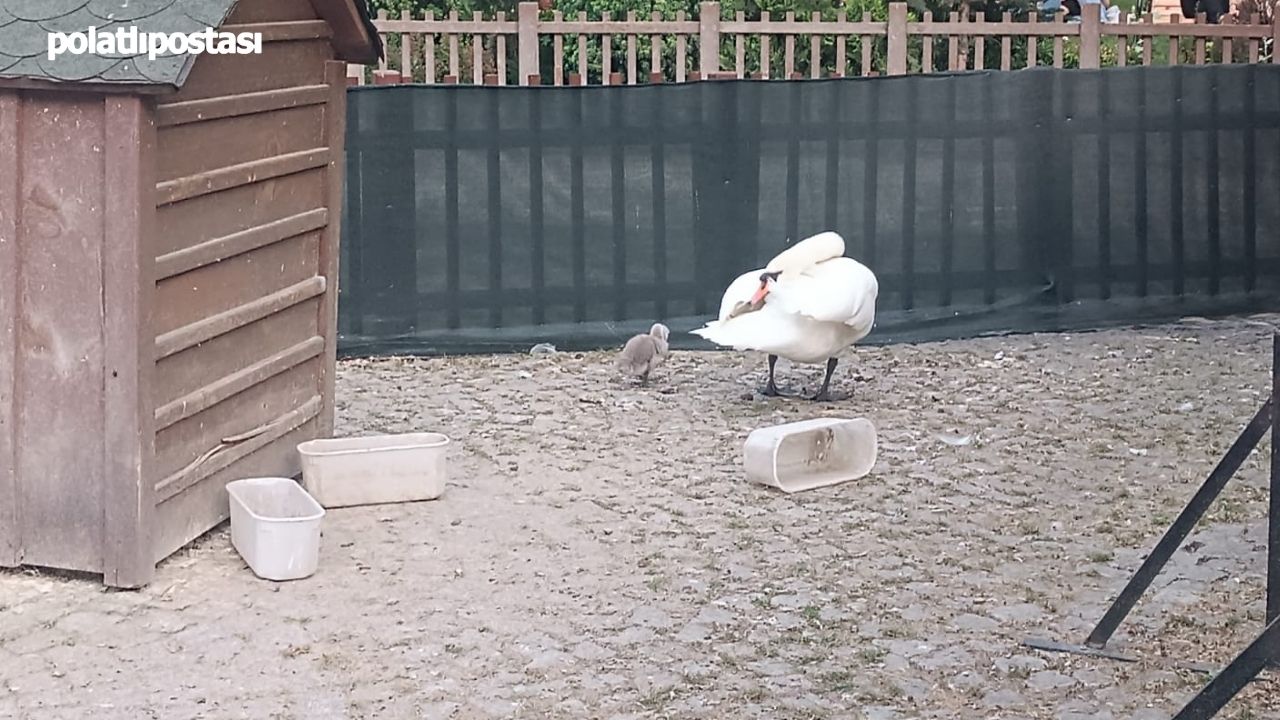 Kuğu