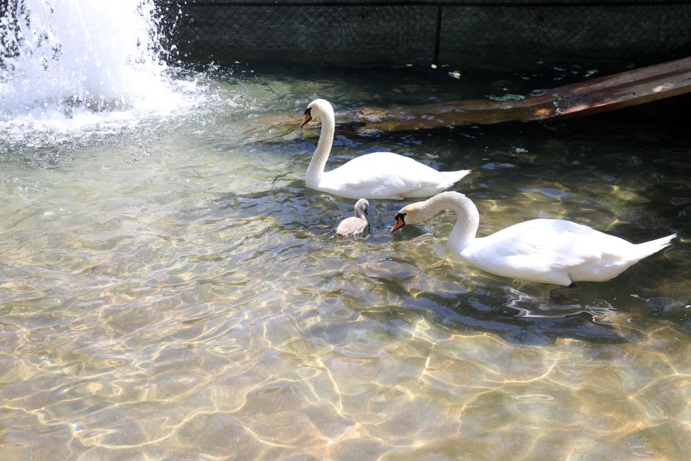 Kuğulu Park Beyaz Kuğu 1
