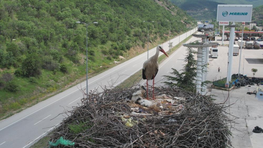 Leylek 2