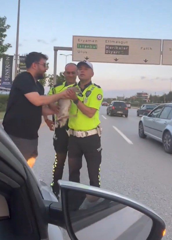 Ördek Kurtarıldı