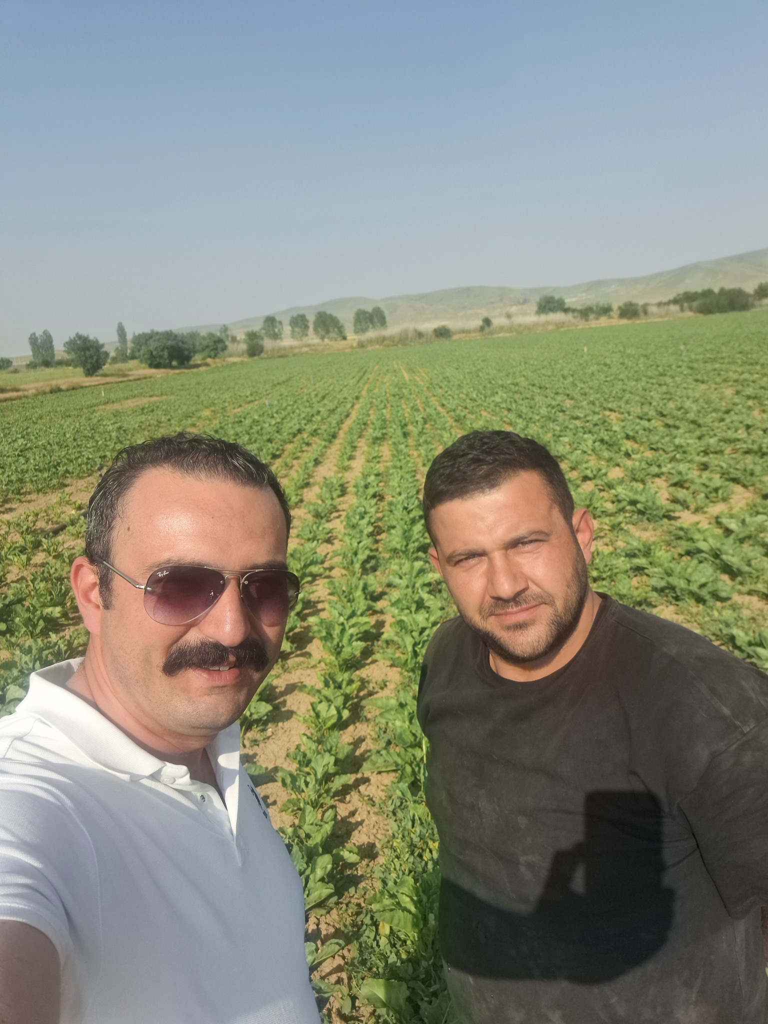 Polatlı Pancar 1