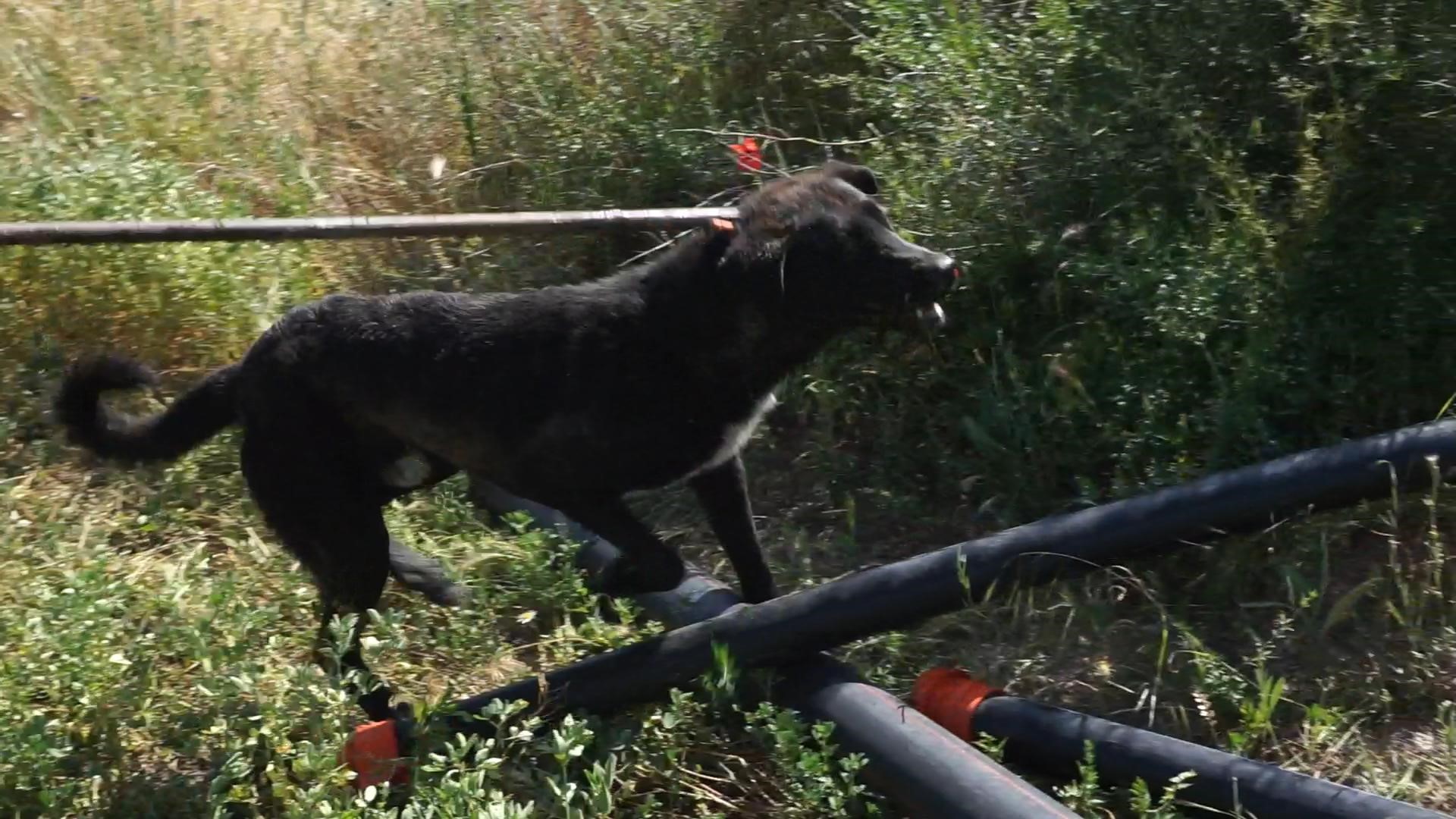 Su Kuyusuna Düşen Köpek Için Ekipler Seferber Oldu!  (2)