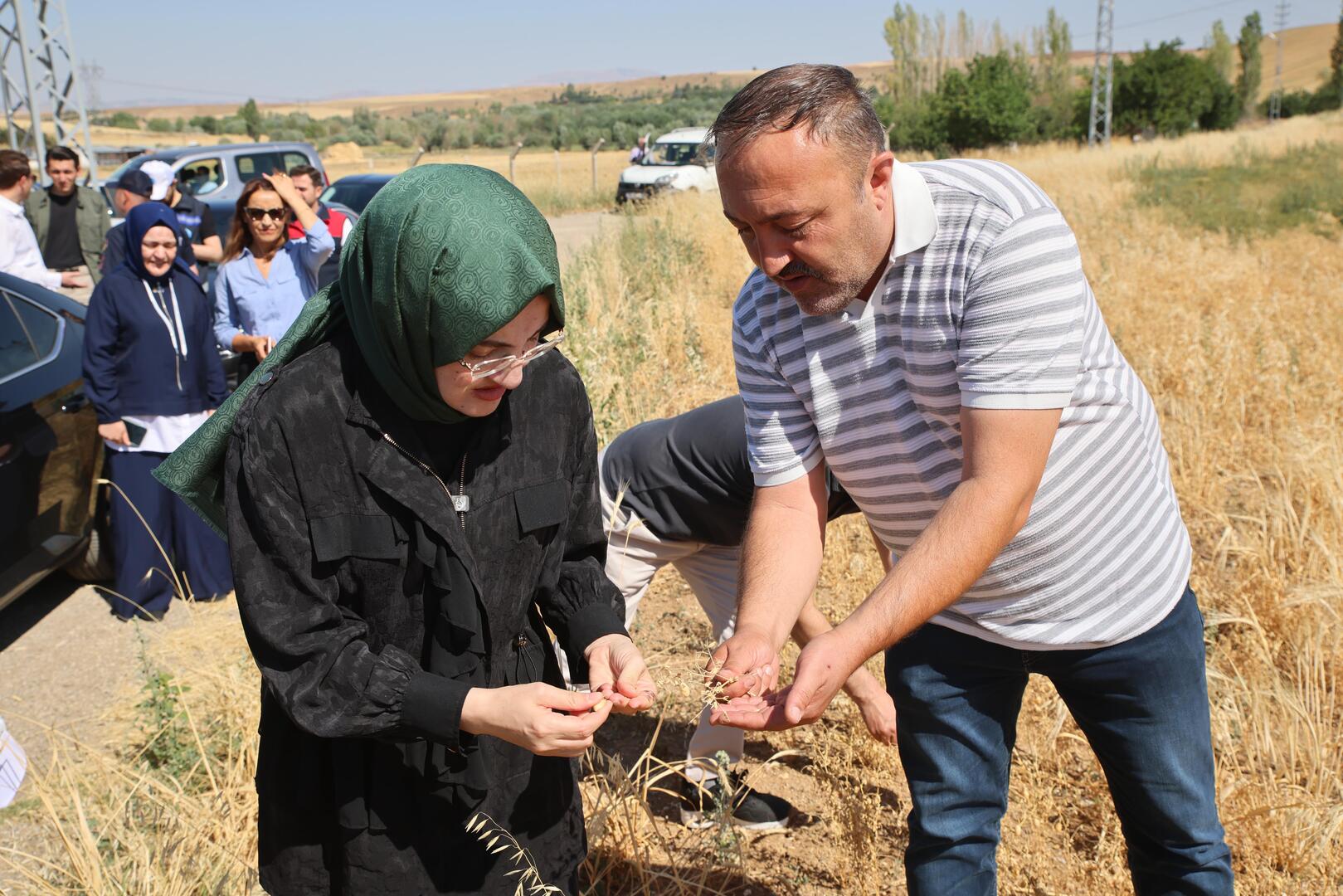 Akyurt Hasat 2