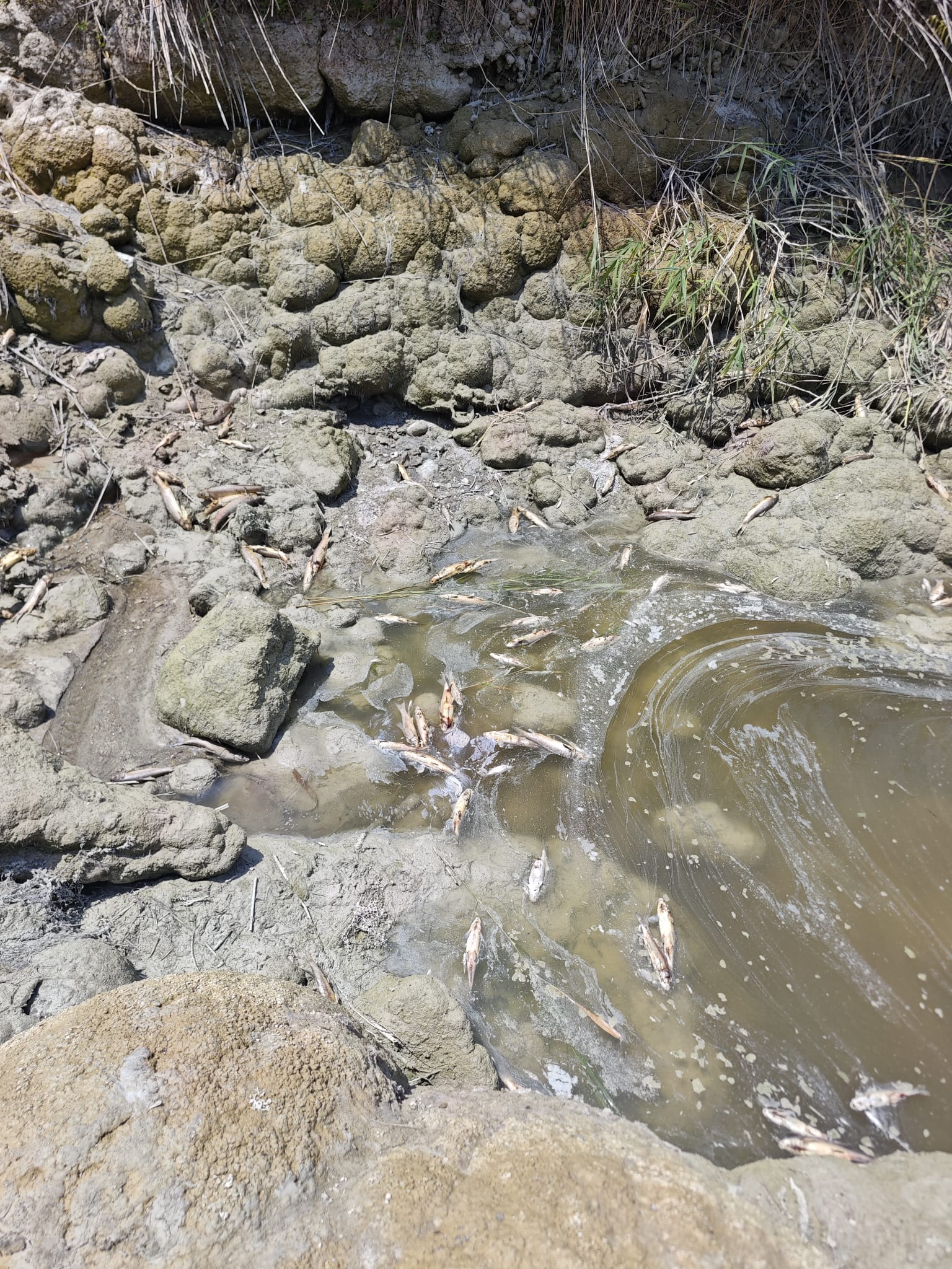 Sakarya Nehri 1-1