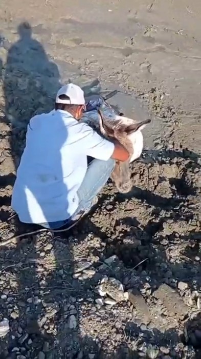 Traktörle Eşek Kurtarma Operasyonu! (2)