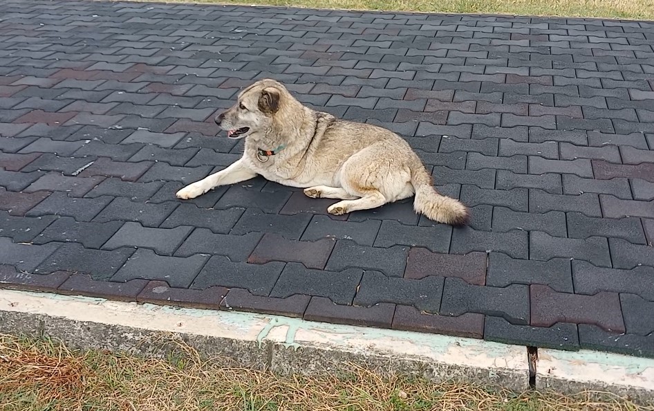 Üç Ayaklı Köpek Hayata Tutundu (1)
