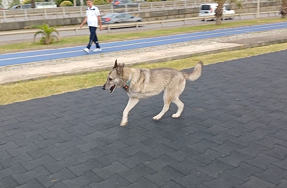 Üç Ayaklı Köpek Hayata Tutundu (3)