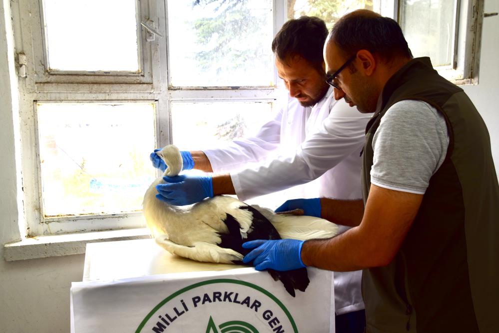 Yavru Leylek, İlk Uçuşunda Yere Düştü! (3)